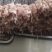 金锣去皮五花肉厂家直销大量现货量大从优