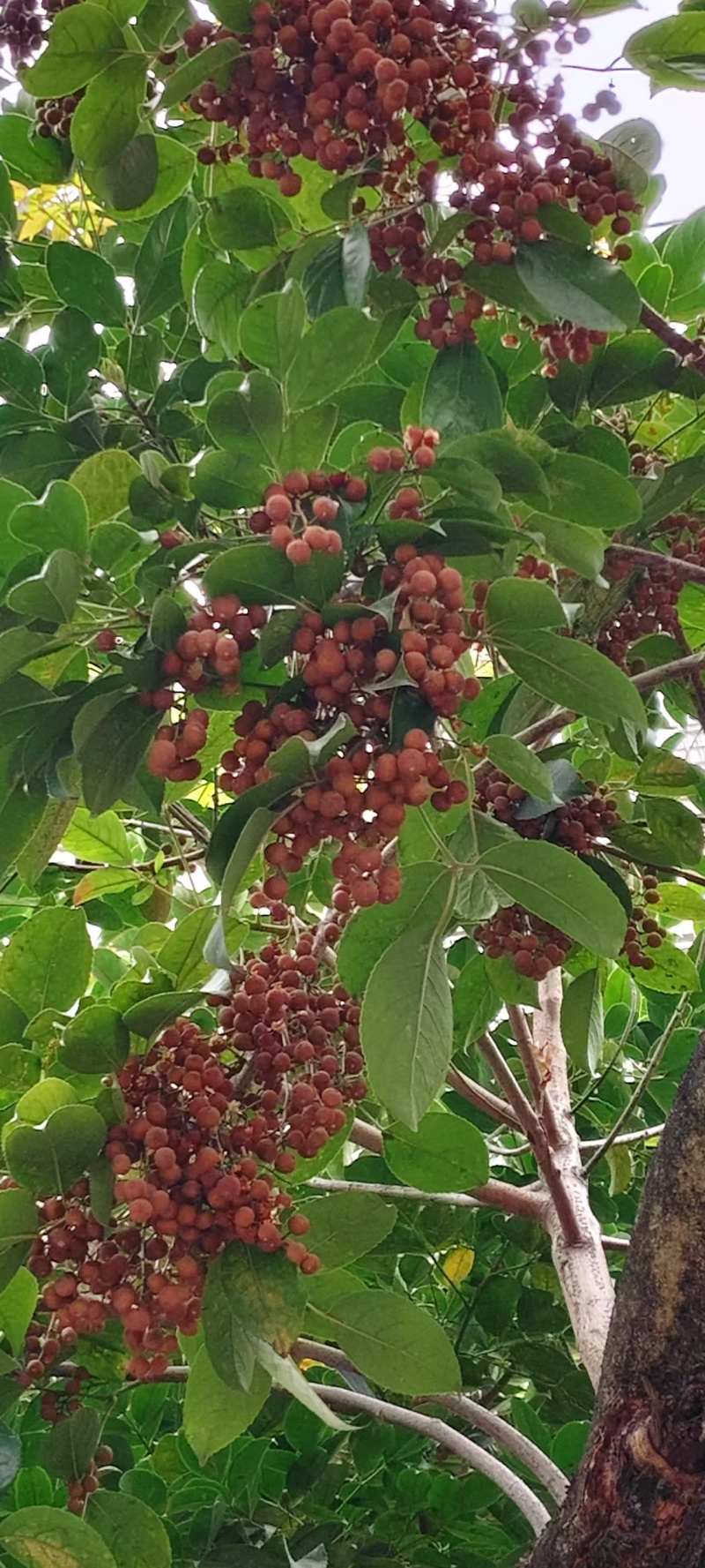秋枫种新上市