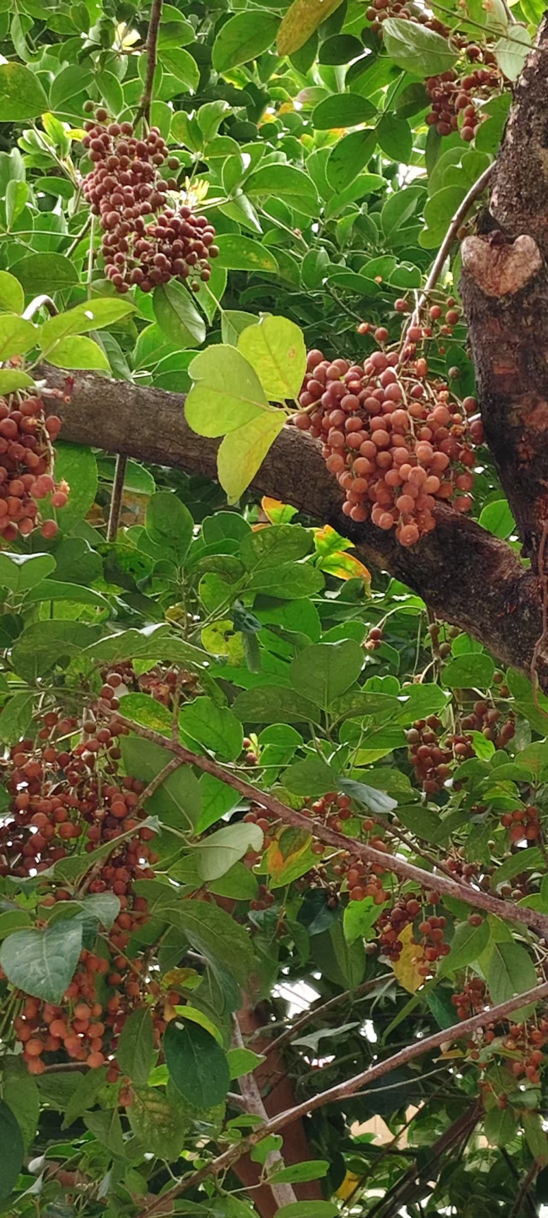 秋枫种新上市