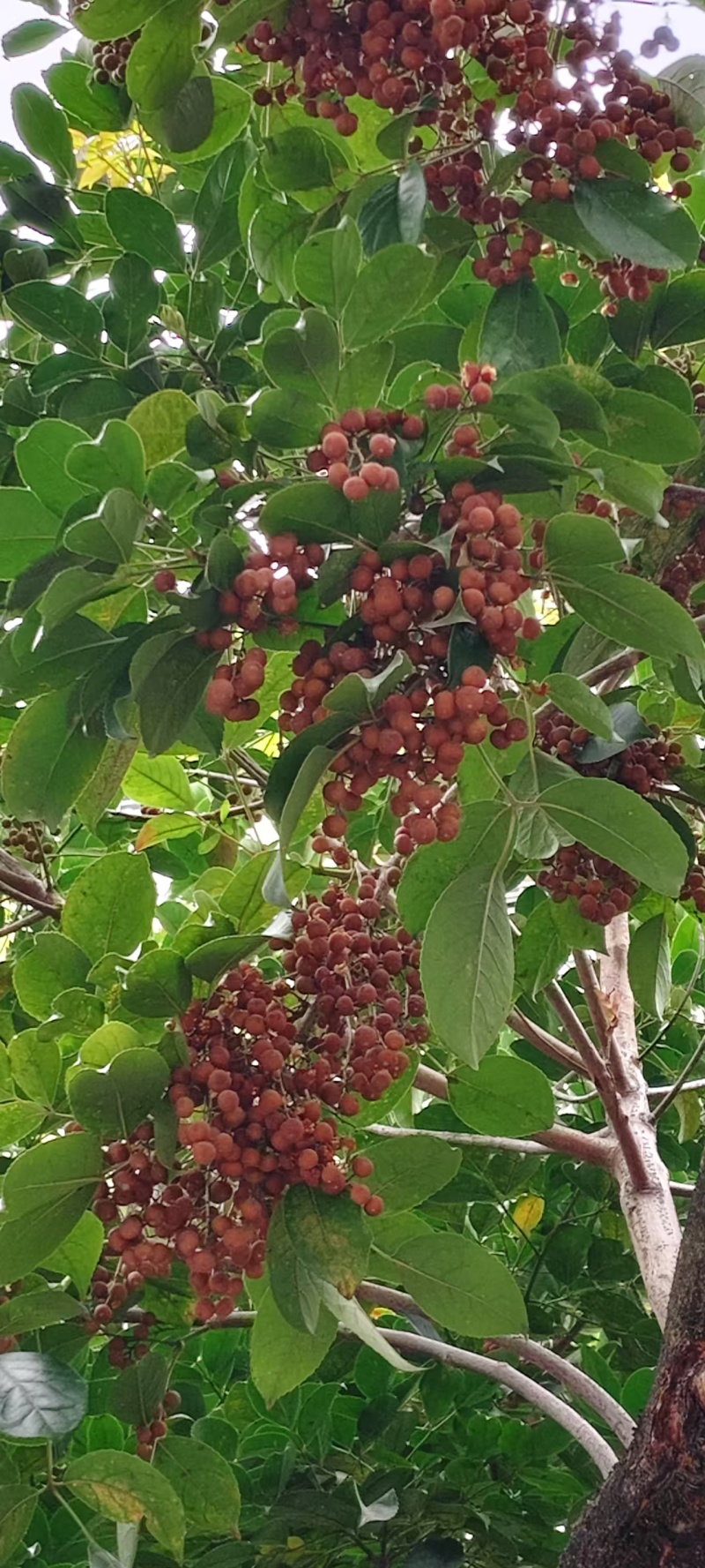 秋枫种新上市