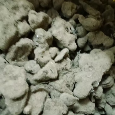 紫霄花