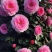 茶花