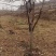 柿子树
