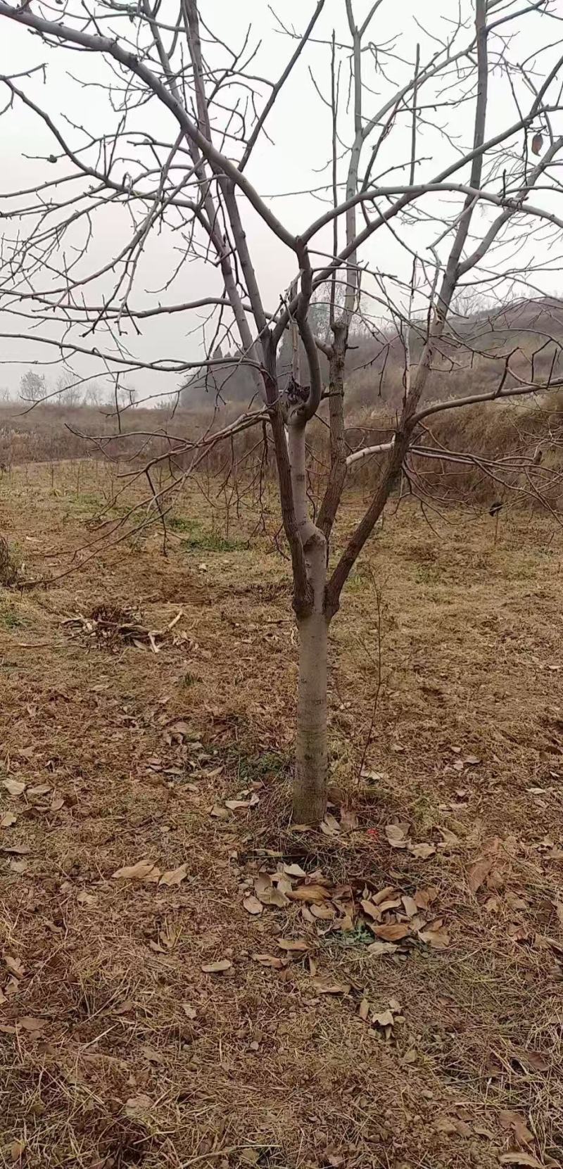 柿子树