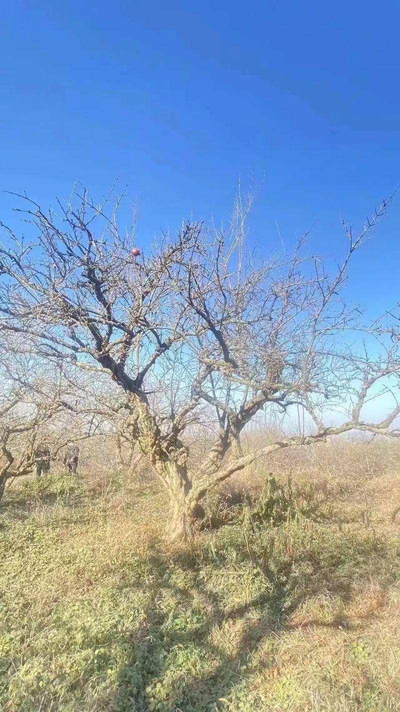 柿子树