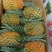 菠萝、一件代发、新鲜大菠萝香水大菠萝手撕菠萝水果菠萝批发