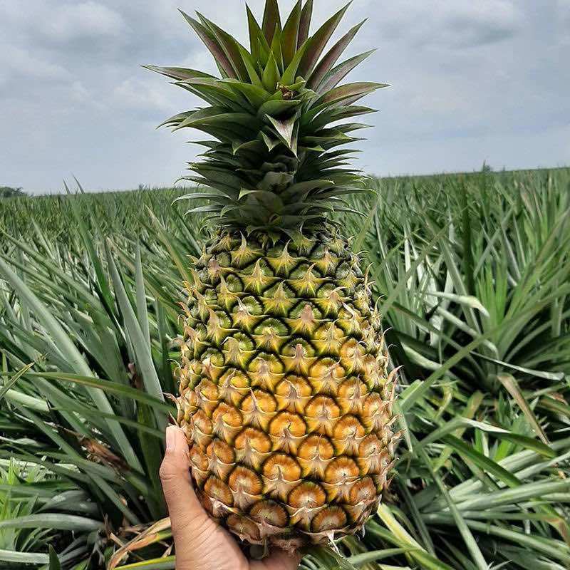 菠萝、一件代发、新鲜大菠萝香水大菠萝手撕菠萝水果菠萝批发