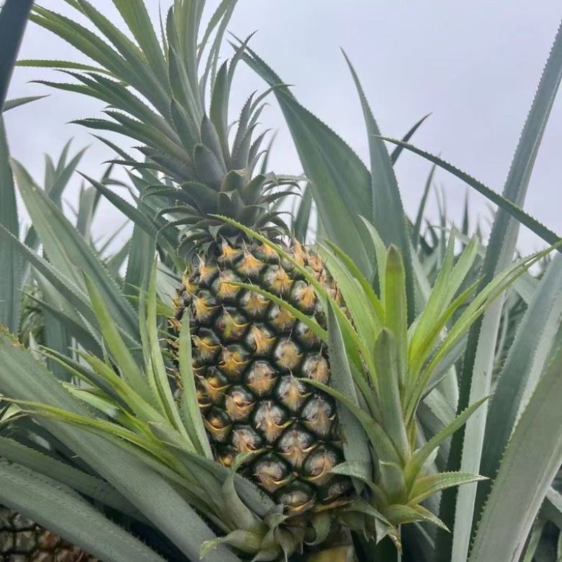 菠萝、一件代发、新鲜大菠萝香水大菠萝手撕菠萝水果菠萝批发