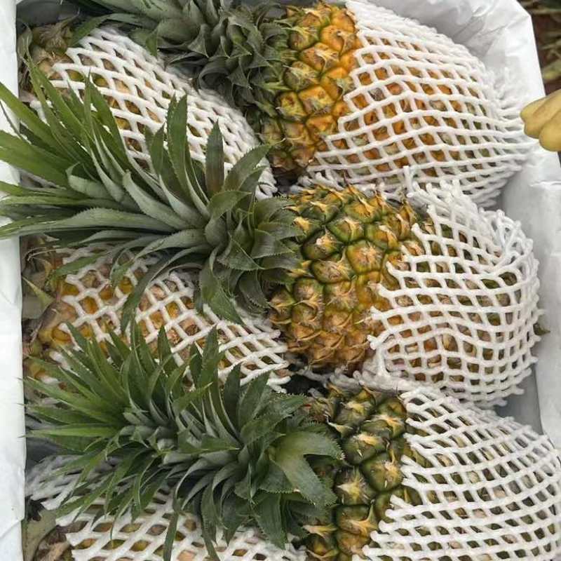菠萝、一件代发、新鲜大菠萝香水大菠萝手撕菠萝水果菠萝批发