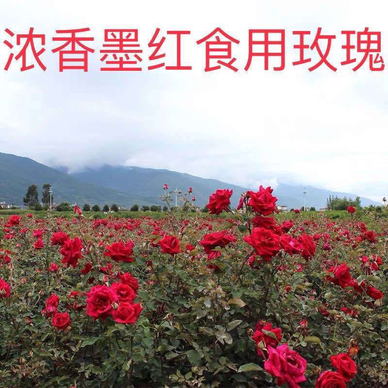 食用玫瑰，云南批发价滇红，金边，墨红食用玫瑰种苗扦插苗