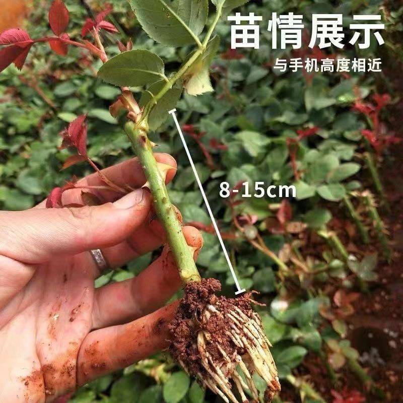 食用玫瑰，云南批发价滇红，金边，墨红食用玫瑰种苗扦插苗