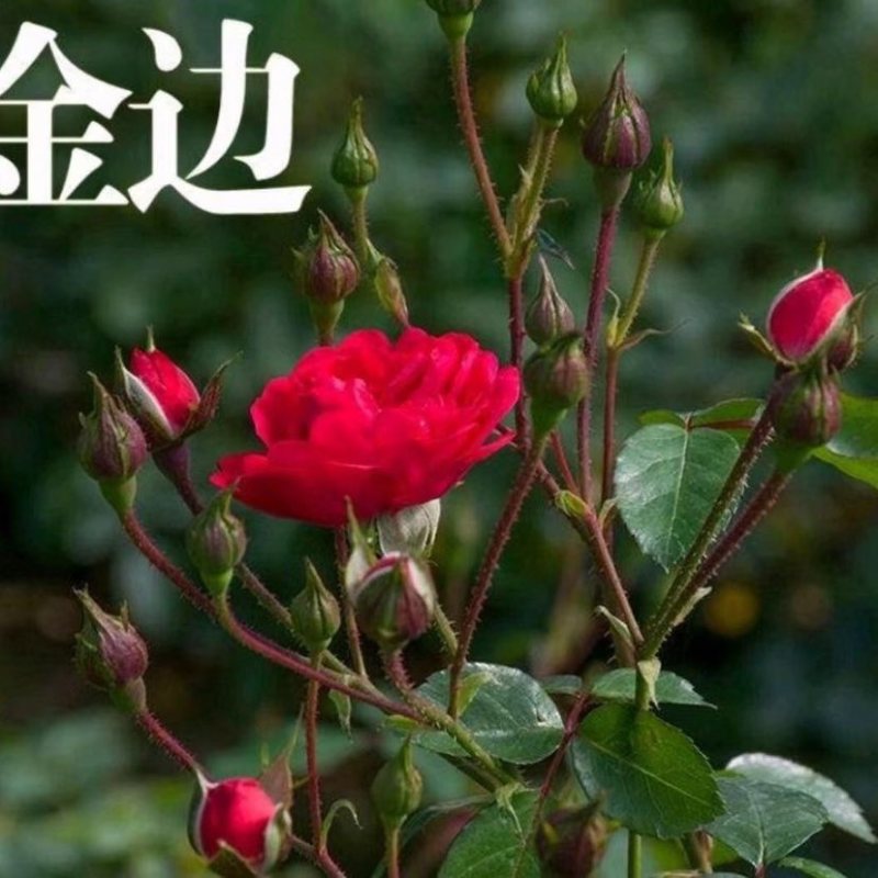 食用玫瑰，云南批发价滇红，金边，墨红食用玫瑰种苗扦插苗