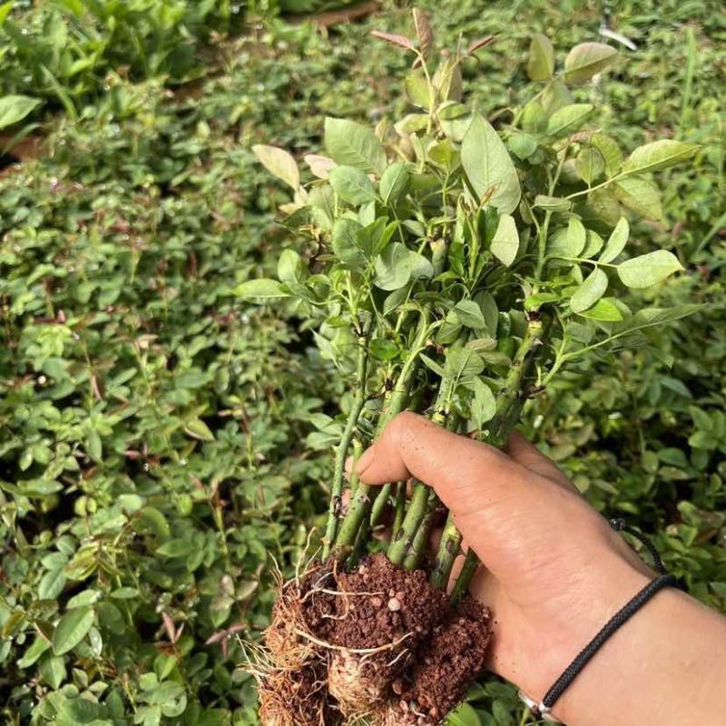 食用玫瑰，云南批发价滇红，金边，墨红食用玫瑰种苗扦插苗