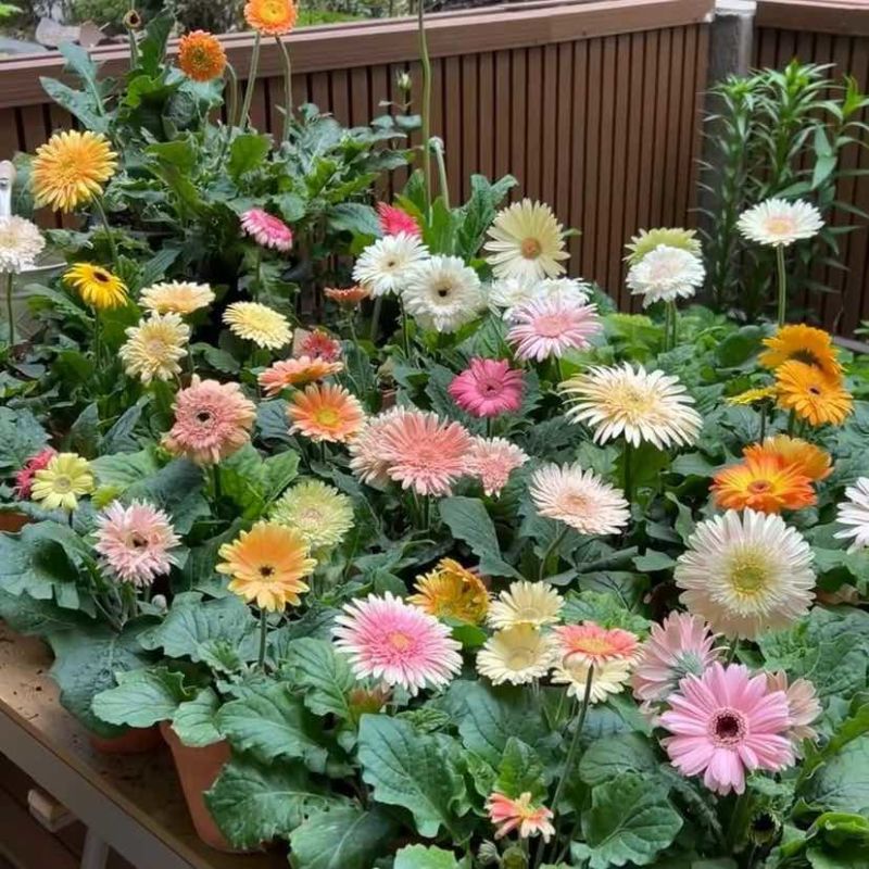 非洲菊种苗鲜切花苗