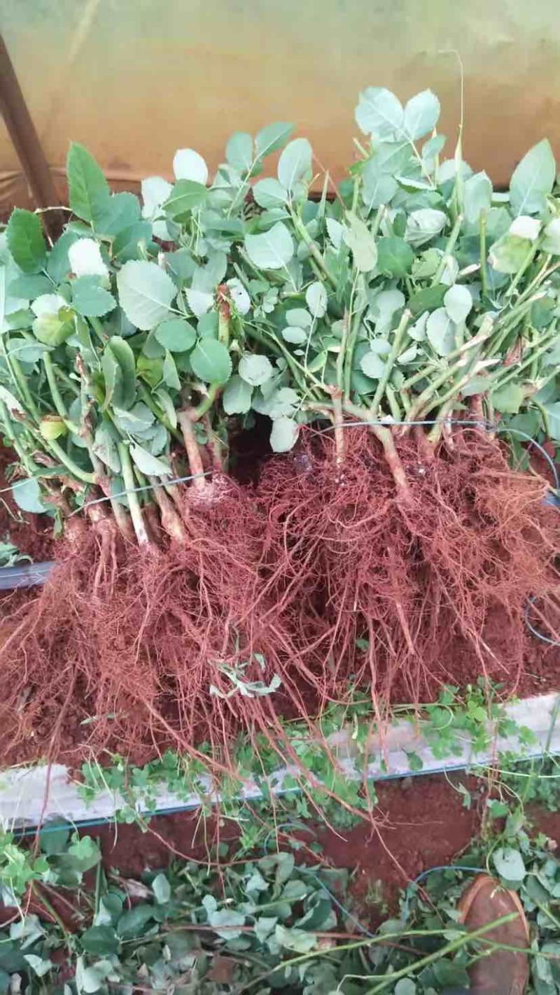 玫瑰老根通货主要红色粉色香槟等颜色价格可谈