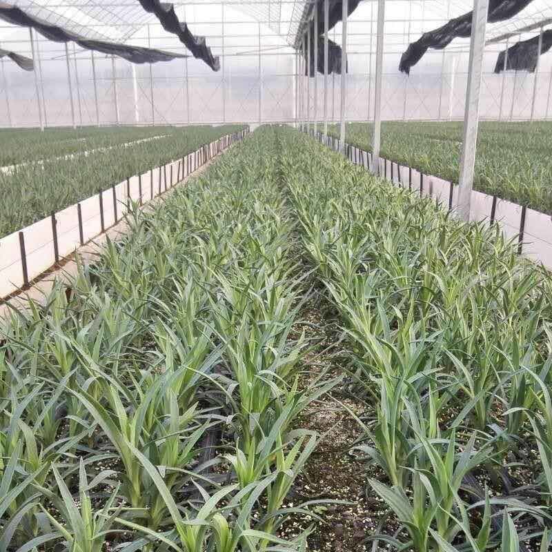 康乃馨种苗鲜切花苗价格可谈