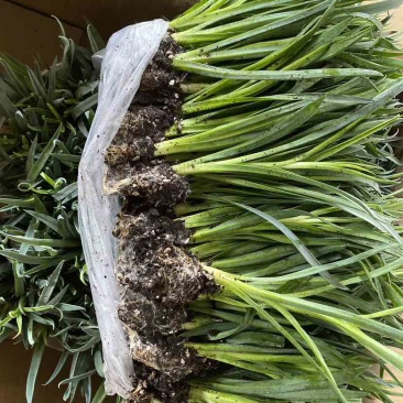 康乃馨种苗鲜切花苗价格可谈
