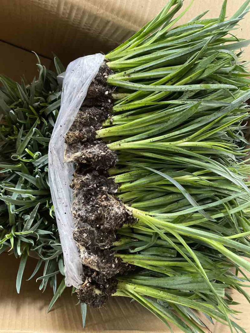 康乃馨种苗鲜切花苗价格可谈