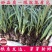 康乃馨种苗鲜切花苗价格可谈