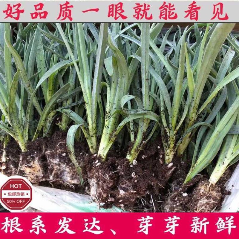 康乃馨种苗鲜切花苗价格可谈