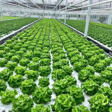 南通市海门区玻璃温室深液流生菜，品相精品