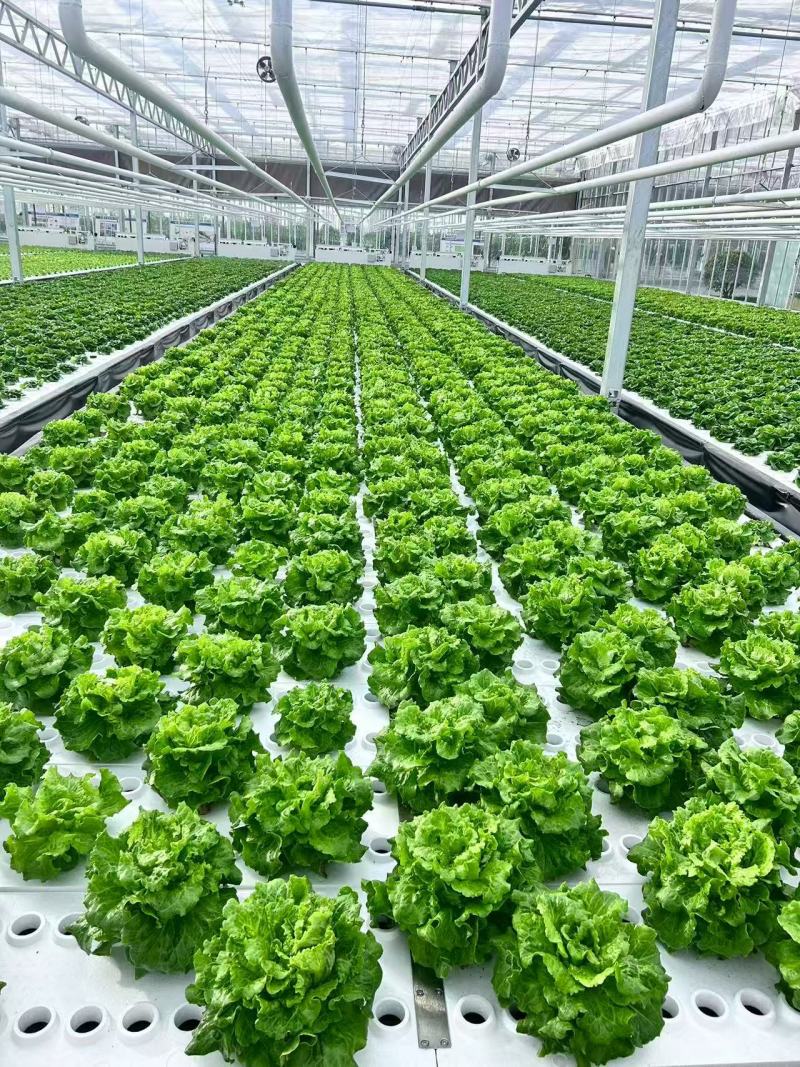 南通市海门区玻璃温室深液流生菜，品相精品