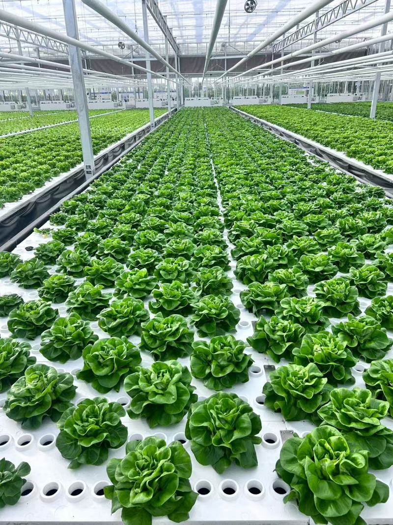 南通市海门区玻璃温室深液流生菜，品相精品