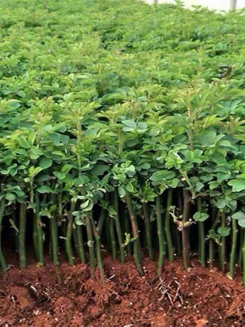 蔷薇嫁接母本蔷薇刺
