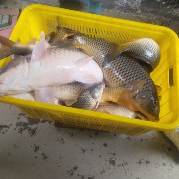 鲤鱼
