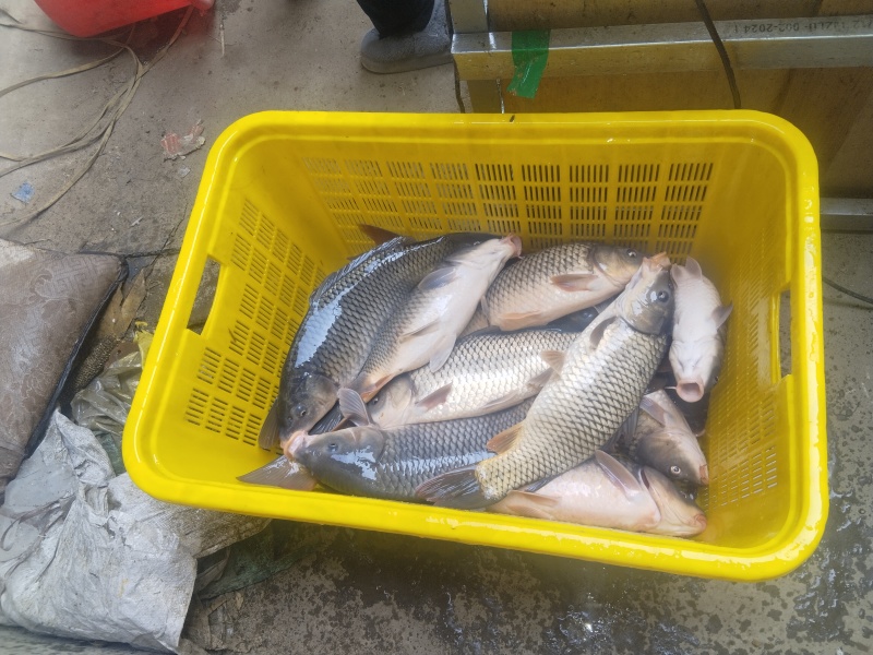 鲤鱼