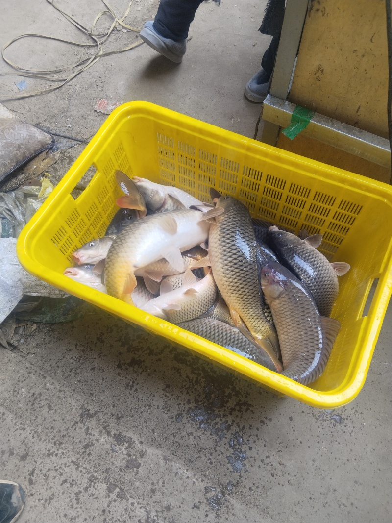 鲤鱼