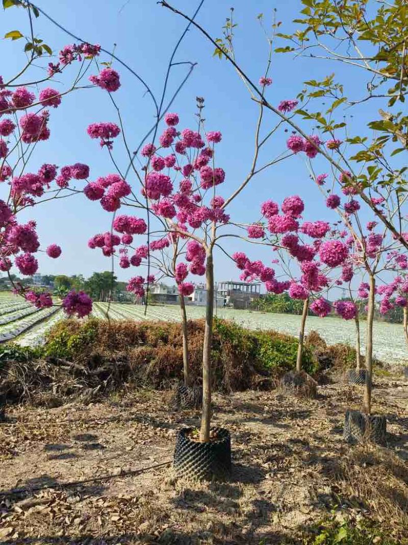 紫花风铃木2-12分，大量低价出售