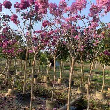 紫花风铃木2-12分，大量低价出售