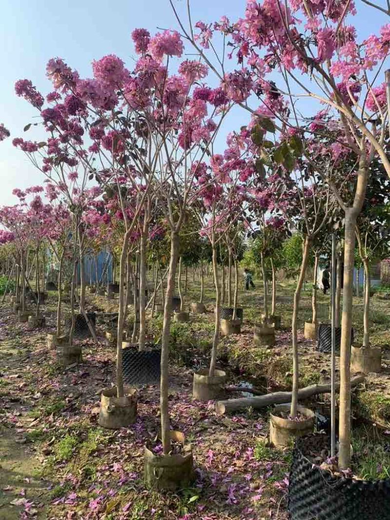 紫花风铃木2-12分，大量低价出售