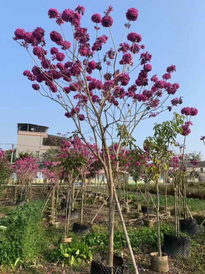 紫花风铃木2-12分，大量低价出售