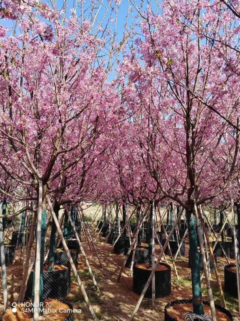 樱花3-8分，大量低价出售