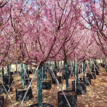 樱花3-8分，大量低价出售