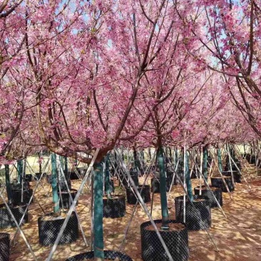 樱花3-8分，大量低价出售