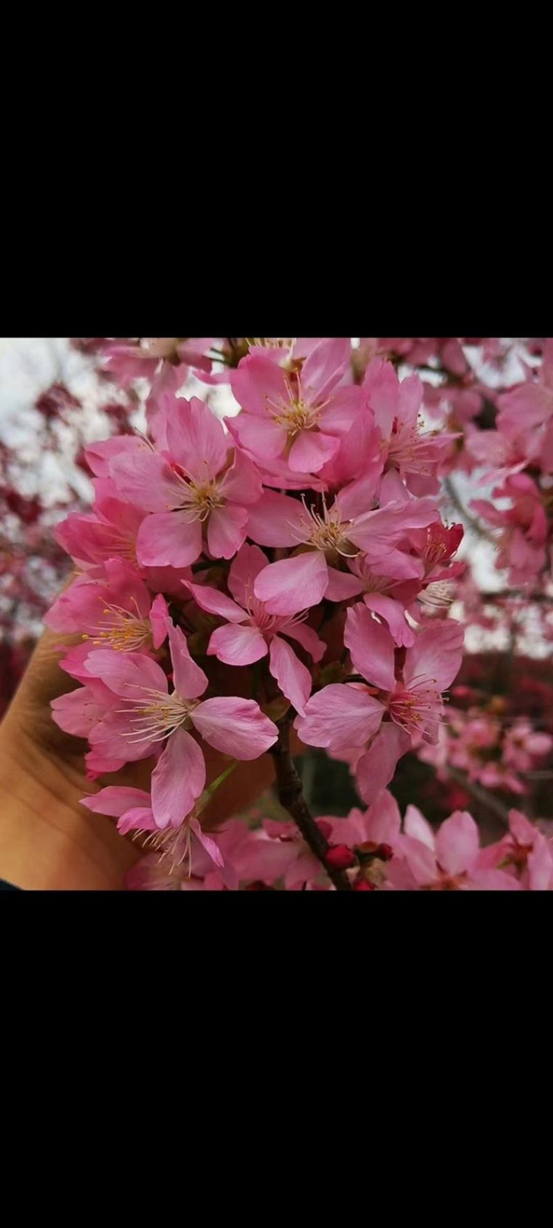 樱花3-8分，大量低价出售