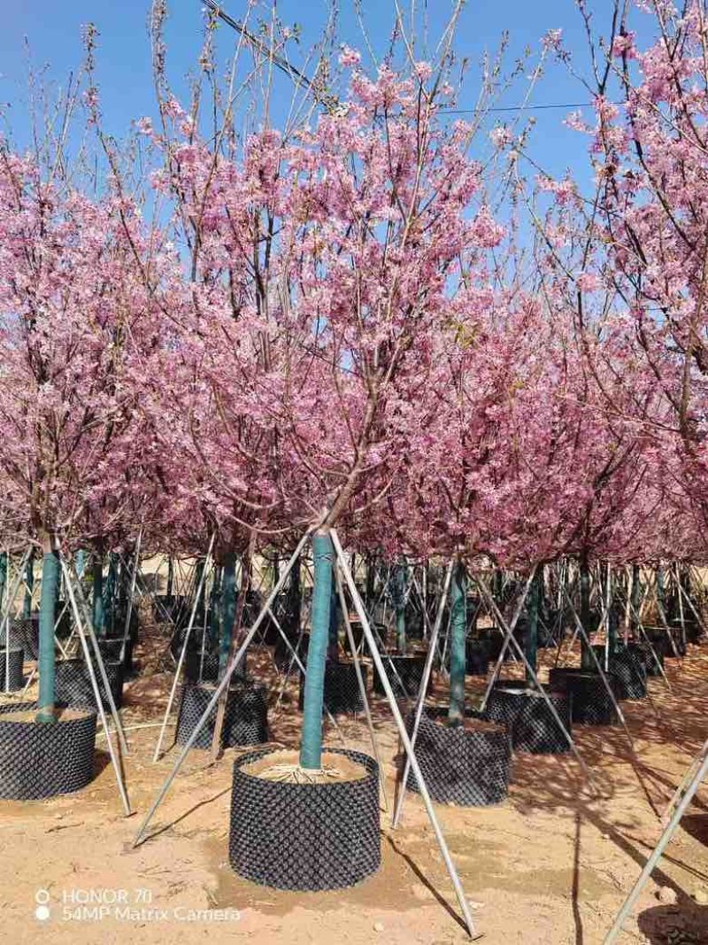 樱花3-8分，大量低价出售