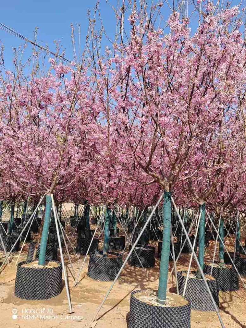 樱花3-8分，大量低价出售
