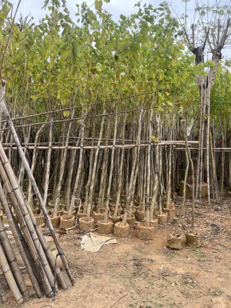 羊蹄甲3-12分，大量低价出售