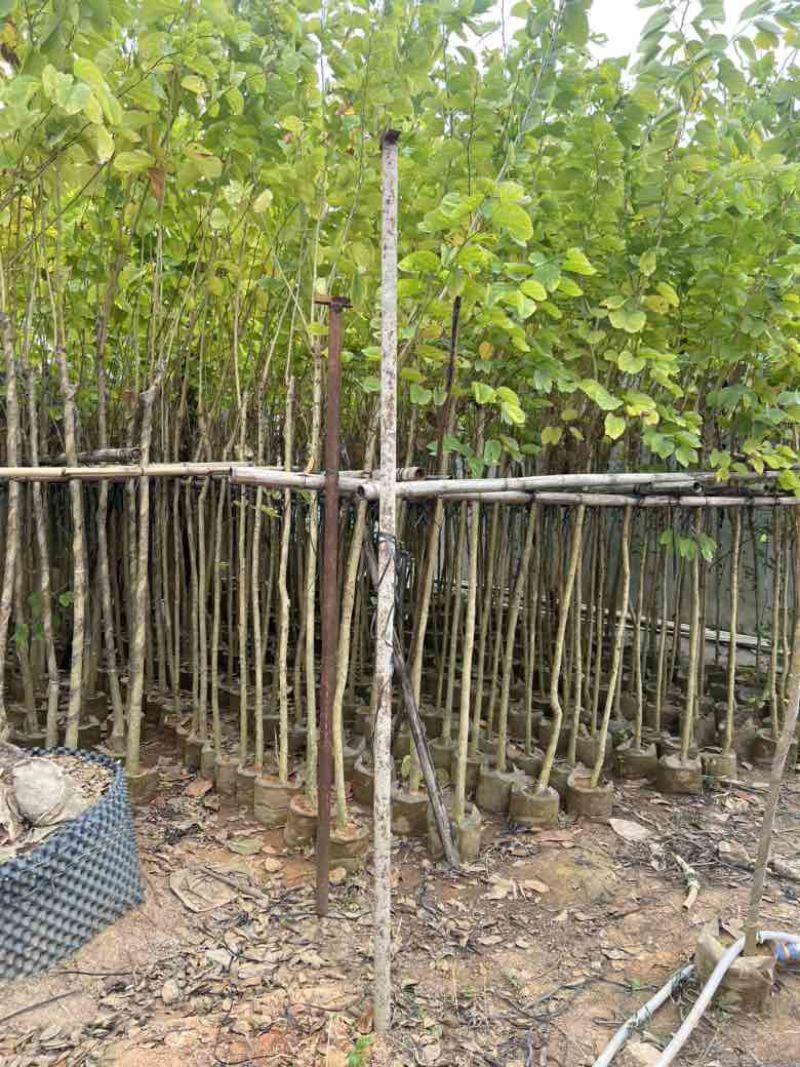 羊蹄甲3-12分，大量低价出售