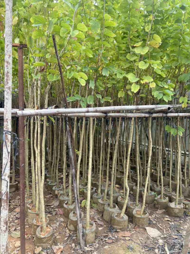 羊蹄甲3-12分，大量低价出售