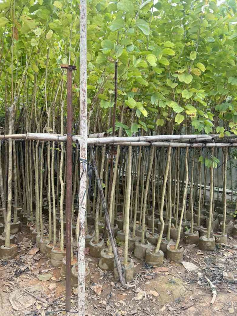 羊蹄甲3-12分，大量低价出售