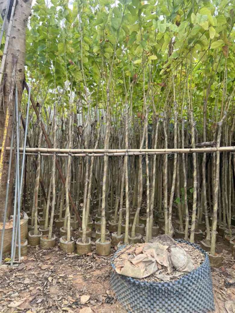 羊蹄甲3-12分，大量低价出售