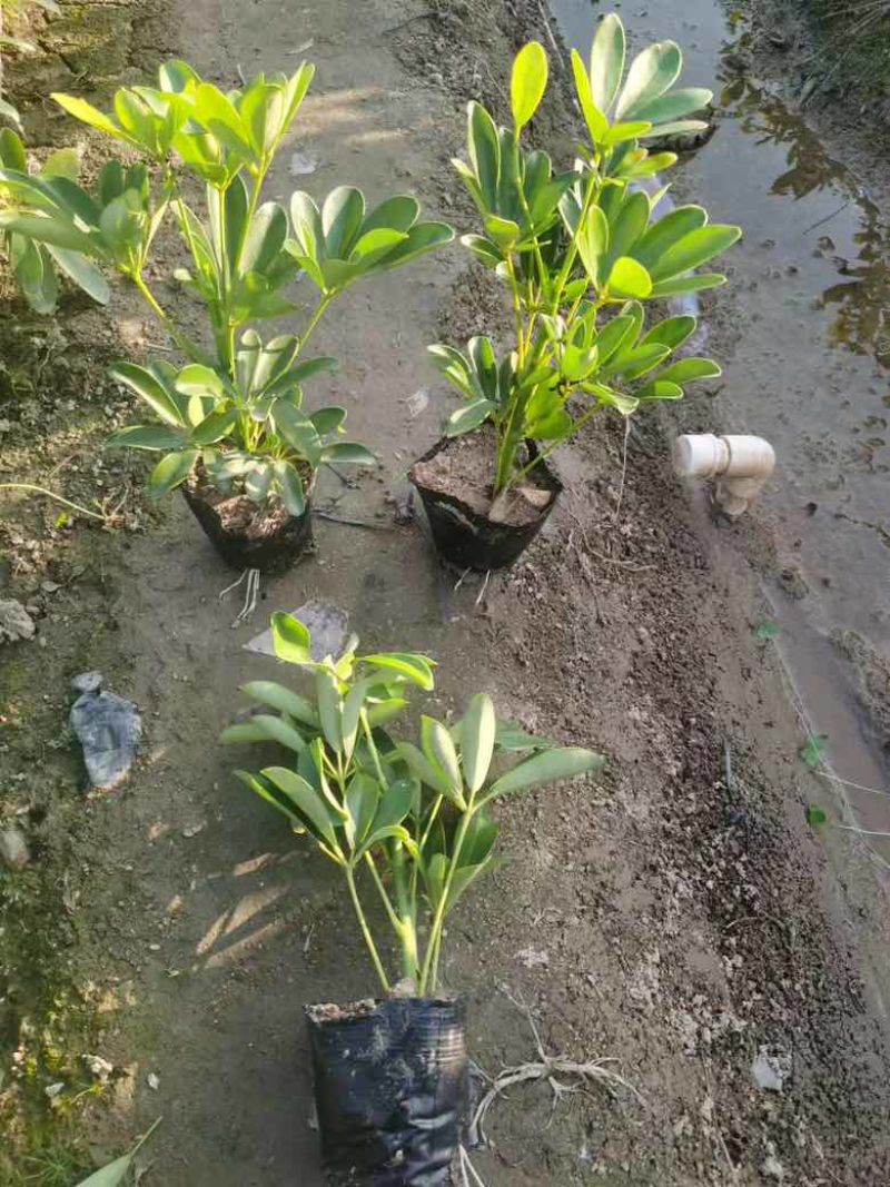 鸭脚木3斤袋，7斤袋，大量低价出售