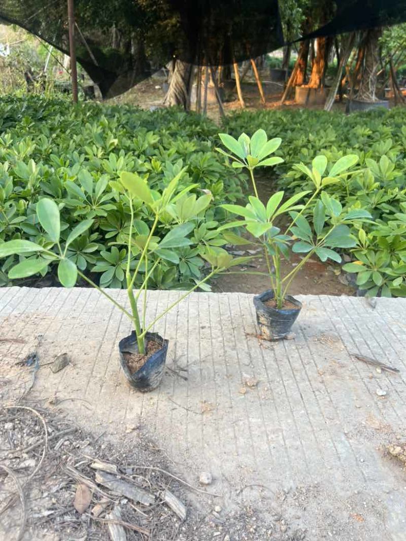 鸭脚木3斤袋，7斤袋，大量低价出售