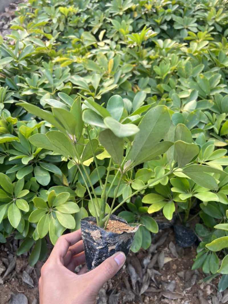 鸭脚木3斤袋，7斤袋，大量低价出售