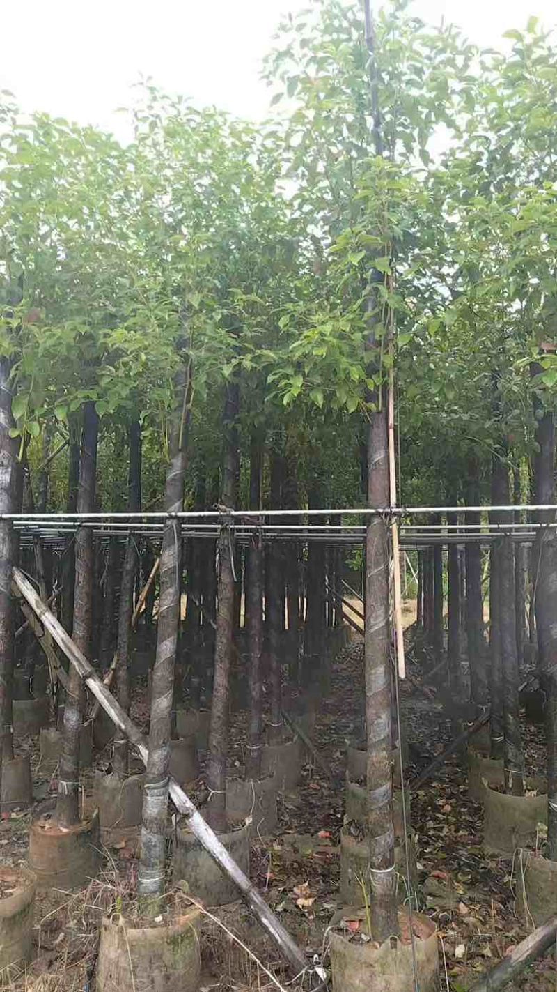 香樟3-15分，各种规格，大量低价出售
